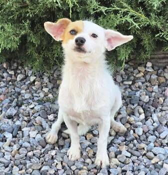 Amazing Lil Mr Ayden - Rattie -  Rat Terrier Dog for Adoption in North Valley, New Mexico - Amazing Lil Mr Ayden - Rattie | PetCurious