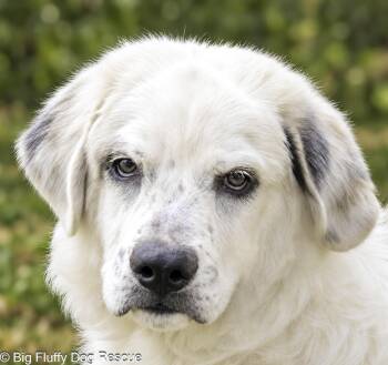 Nayvar -  Great Pyrenees and Australian Shepherd Dog for Adoption in Nashville, Tennessee - Nayvar | PetCurious