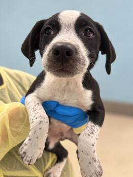 Chevy -  Terrier Dog for Adoption in Gulfport, Mississippi - Chevy | PetCurious