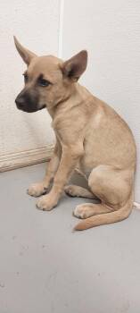 Bitsey -  Shepherd and Mixed Breed Dog for Adoption in Tucumcari, New Mexico - Bitsey | PetCurious