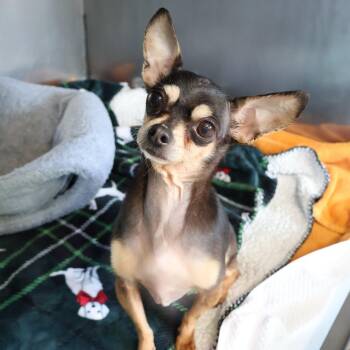 Nadia -  Chihuahua Dog for Adoption in Saint Charles, Missouri - Nadia | PetCurious