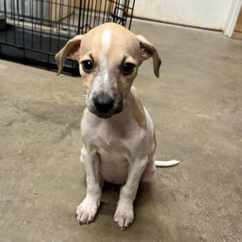 Rescue Terrier Dogs for Adoption in Brewton, Alabama - Dahlia | PetCurious