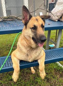 Electra -  German Shepherd Dog Dog for Adoption in Dallas, Texas - Electra | PetCurious