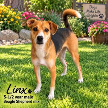 LINX 5-1/2 YEAR MALE BEAGLE SHEPHERD MIX -  Beagle and Shepherd Dog for Adoption in Mesa, Arizona - LINX 5-1/2 YEAR MALE BEAGLE SHEPHERD MIX | PetCurious