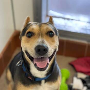 Rescue Shepherd Dogs for Adoption in Kanab, Utah - Dana | PetCurious