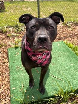 Pit Bull Terrier and Mixed Breed Dogs Available for Adoption in Leesburg, Virginia - ROSIE | PetCurious