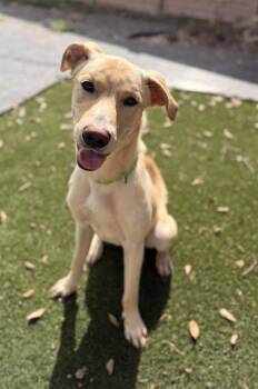 FINN -  Labrador Retriever Dog for Adoption in Houston, Texas - FINN | PetCurious