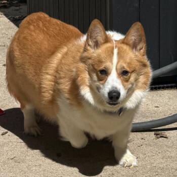 Corgi Dogs Available for Adoption in Grand Rapids, Michigan - Niles | PetCurious