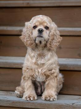 Roany -  Cocker Spaniel Dog for Adoption in Calgary, Alberta - Roany | PetCurious