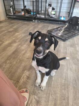 Joy -  Chihuahua Dog for Adoption in Lakewood Ranch, Florida - Joy | PetCurious