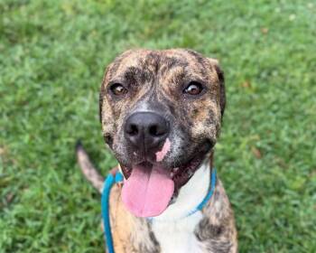 HOAGIE -  Pit Bull Terrier Dog for Adoption in Charlotte, North Carolina - HOAGIE | PetCurious