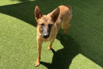 PANCAKE -  Belgian Shepherd Malinois Dog for Adoption in Palo Alto, California - PANCAKE | PetCurious