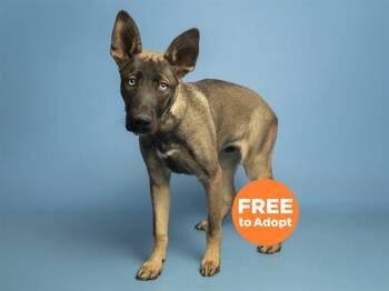 FORREST -  German Shepherd Dog and Siberian Husky Dog Available for Adoption in Phoenix, Arizona - FORREST | PetCurious