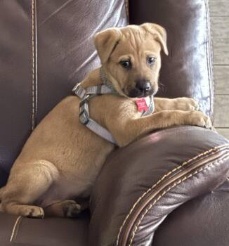 Labrador Retriever and Hound Dogs Available for Adoption - Tater Tot | PetCurious
