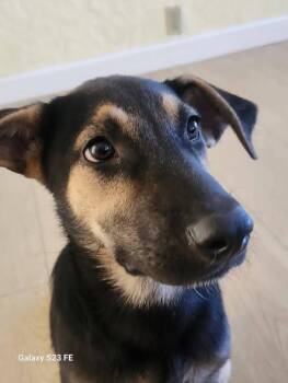 Audrey -  German Shepherd Dog and Terrier Dog for Adoption in Elk Grove, California - Audrey | PetCurious