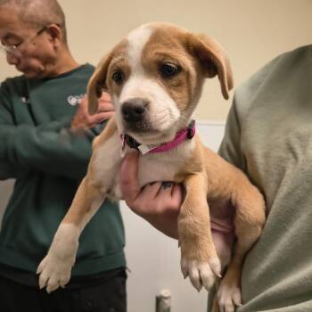 Pit Bull Terrier Dogs Available for Adoption - Emmy | PetCurious