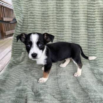 Dachshund and Terrier Dogs Available for Adoption in Carencro, Louisiana - Satchel | PetCurious