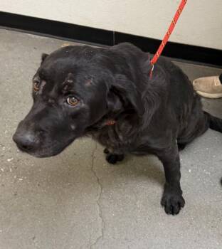Ic-01 Elmer -  Labrador Retriever Dog for Adoption in Lawrenceville, Georgia - Ic-01 Elmer | PetCurious