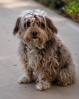 Podling -  Poodle Dog for Adoption in Carson City, Nevada - Podling | PetCurious