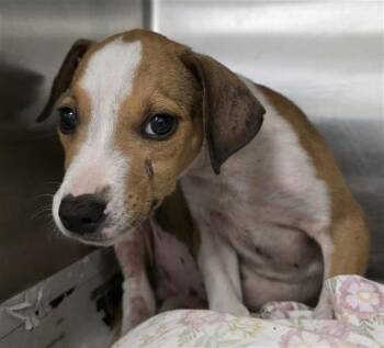 CHEWY -  American Staffordshire Terrier Dog for Adoption in San Antonio, Texas - CHEWY | PetCurious