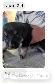 Rottweiler and Great Pyrenees Dogs Available for Adoption in Midway, Utah - Nova Boy | PetCurious