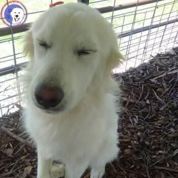 Carmen -  Great Pyrenees Dog for Adoption in Spring, Texas - Carmen | PetCurious