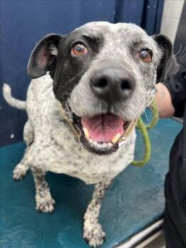 Australian Cattle Dog Blue Heeler and Mixed Breed Dogs Available for Adoption - PEPPER | PetCurious