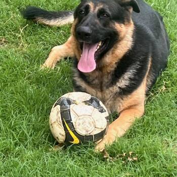 Bear -  German Shepherd Dog Dog for Adoption in Lavon, Texas - Bear | PetCurious