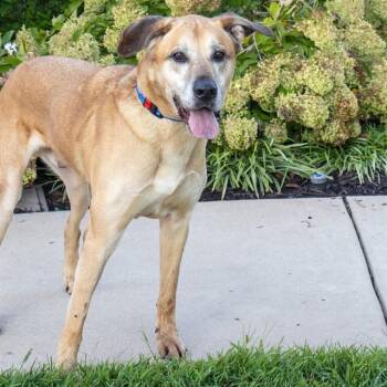 MAURI -  Anatolian Shepherd and Mixed Breed Dog for Adoption in St. Louis, Missouri - MAURI | PetCurious