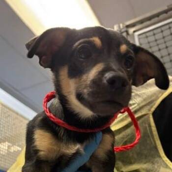 Max -  Mixed Breed Dog for Adoption in Murray, Utah - Max | PetCurious