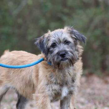 Border Terrier Dogs Available for Adoption - Izzy | PetCurious