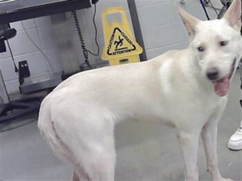 LUPE -  Siberian Husky and Mixed Breed Dog for Adoption in Houston, Texas - LUPE | PetCurious