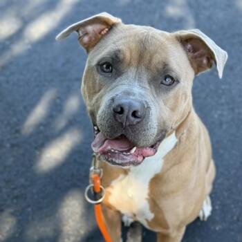 MATCHA -  Pit Bull Terrier Dog for Adoption in Kent, Washington - MATCHA | PetCurious