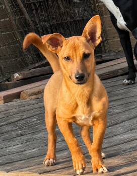 Dexter -  Chihuahua and Dachshund Dog for Adoption in Horn Lake, Mississippi - Dexter | PetCurious