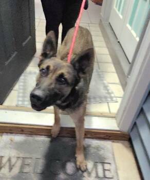 A823756 -  German Shepherd Dog Dog for Adoption in San Antonio, Texas - A823756 | PetCurious