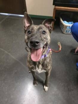 Rescue Shepherd Dogs for Adoption in Springfield, Missouri - Phoebe (Saint) | PetCurious