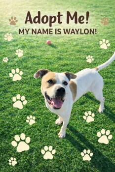 Pit Bull Terrier Dogs Available for Adoption - Pound Dog-Waylon #188058 Courtesy Listing | PetCurious