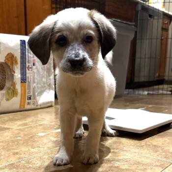 Rescue Great Pyrenees and Australian Cattle Dog Blue Heeler Dogs for Adoption in Eastford, Connecticut - NY Mina Avail Nov 23 (Choice Pet Carmel) | PetCurious