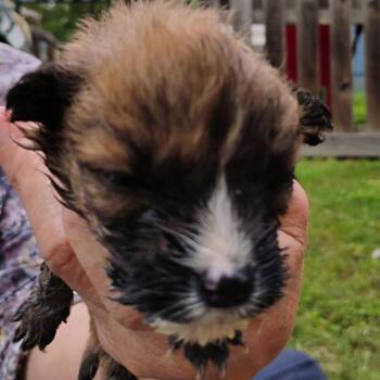 Mixed Breed Dogs Available for Adoption in Brenham, Texas - Mimi | PetCurious
