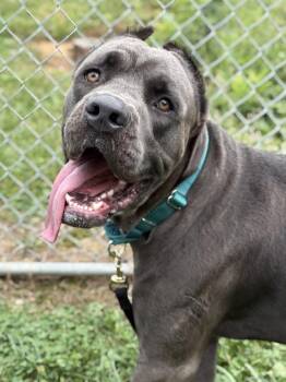 Hawk Moth -  Cane Corso Dog for Adoption in Lancaster, Ohio - Hawk Moth | PetCurious