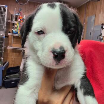 Bo -  Mixed Breed Dog for Adoption in Leander, Texas - Bo | PetCurious