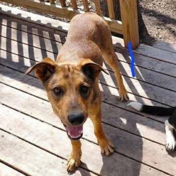 German Shepherd Dog and Mixed Breed Dogs Available for Adoption in Overland Park, Kansas - Rusty | PetCurious