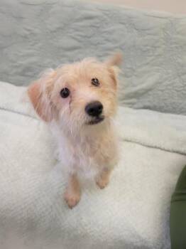 Schnauzer and Poodle Dogs Available for Adoption in Fort Wayne, Indiana - WYATT | PetCurious