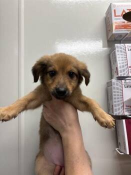 SAGE - ADOPTION PENDING -  Terrier Dog for Adoption in Ontario, California - SAGE - ADOPTION PENDING | PetCurious