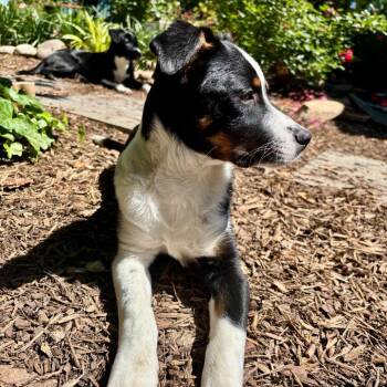Spunky Pups: Kosmo -  Hound and Mixed Breed Dog Available for Adoption in Falls Church, Virginia - Spunky Pups: Kosmo | PetCurious