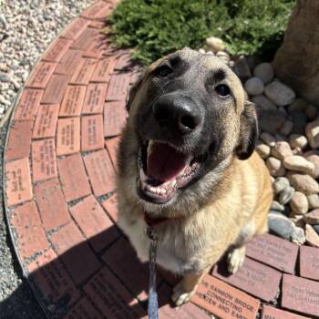 Leia -  Anatolian Shepherd and Mixed Breed Dog for Adoption in Cheyenne, Wyoming - Leia | PetCurious