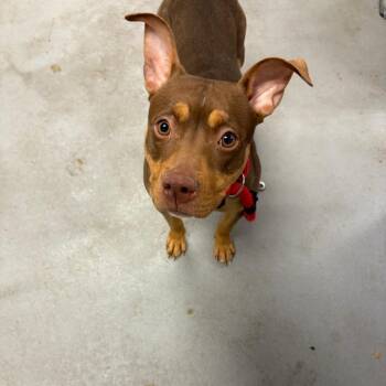 Mixed Breed Dogs Available for Adoption - Nori | PetCurious