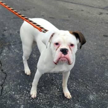 Boxer Dogs Available for Adoption - Dottie | PetCurious