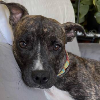 Rescue Terrier Dogs for Adoption in Rochester, New York - Ariel Mia | PetCurious