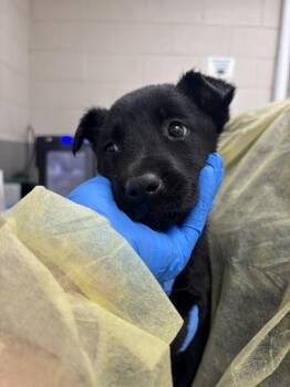 Labrador Retriever and Belgian Shepherd Malinois Dogs Available for Adoption in Las Vegas, Nevada - SPROUT | PetCurious